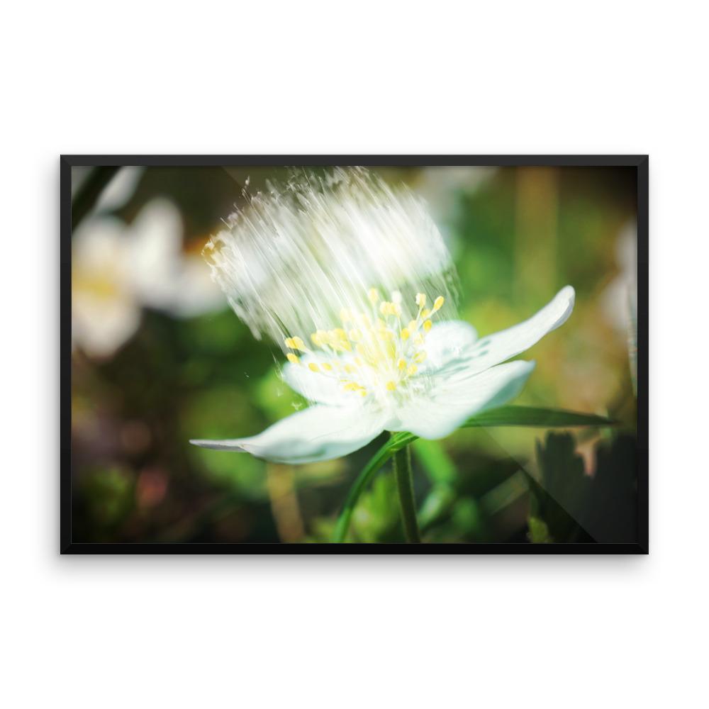 Framed poster featuring a flower with shower effect - Omtheo Gifts